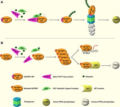 Molecular Pathogenesis of BCR-ABL-Negative Atypical Chronic Myeloid Leukemia